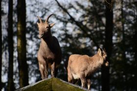 Tierpark 120225 125_Größenveränderung.JPG