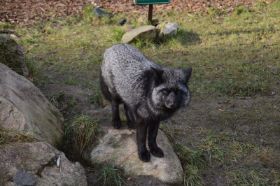 Tierpark 120225 132_Größenveränderung.JPG