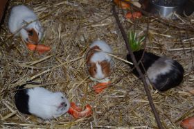Tierpark 120225 141_Größenveränderung.JPG