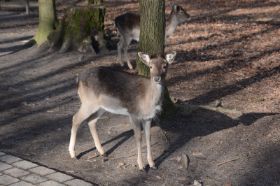 Tierpark 120225 145_Größenveränderung.JPG