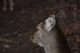 Tierpark 120225 147_Größenveränderung.JPG