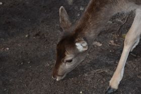 Tierpark 120225 150_Größenveränderung.JPG