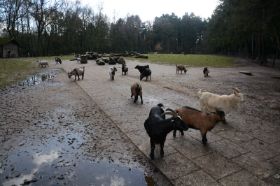 Tierpark 120225 153_Größenveränderung.JPG